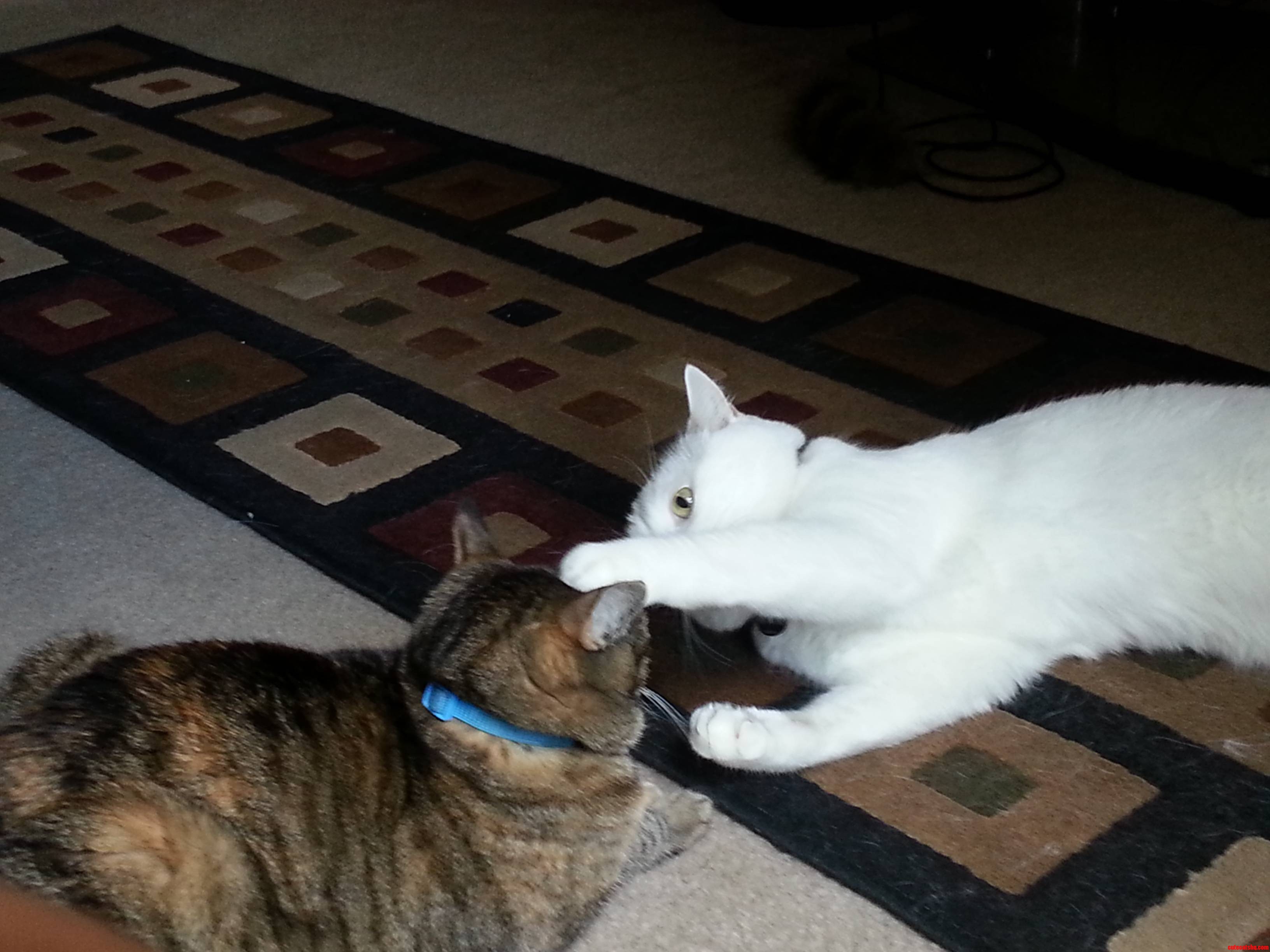 My Cat Mr. Pink Booping My Other Cat Daenerys on Her Head