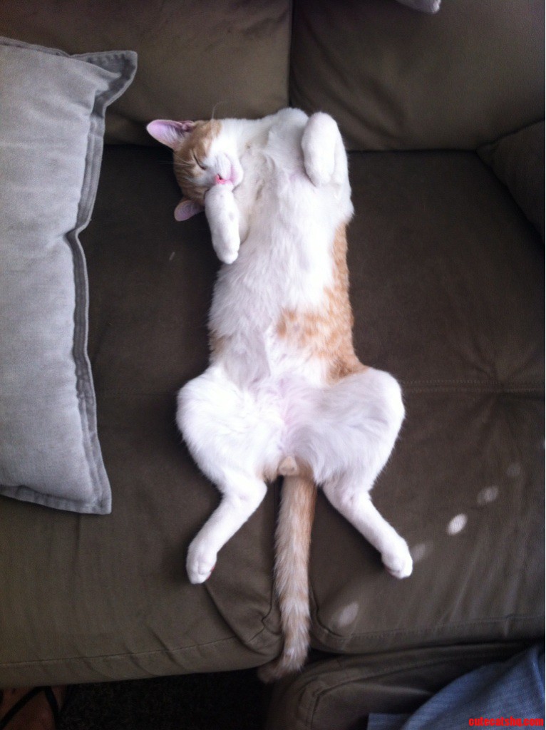 My Cat Napping.