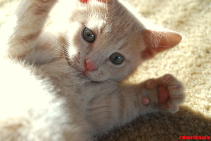 My Cat  Quinnifer  When He Was a Kitten