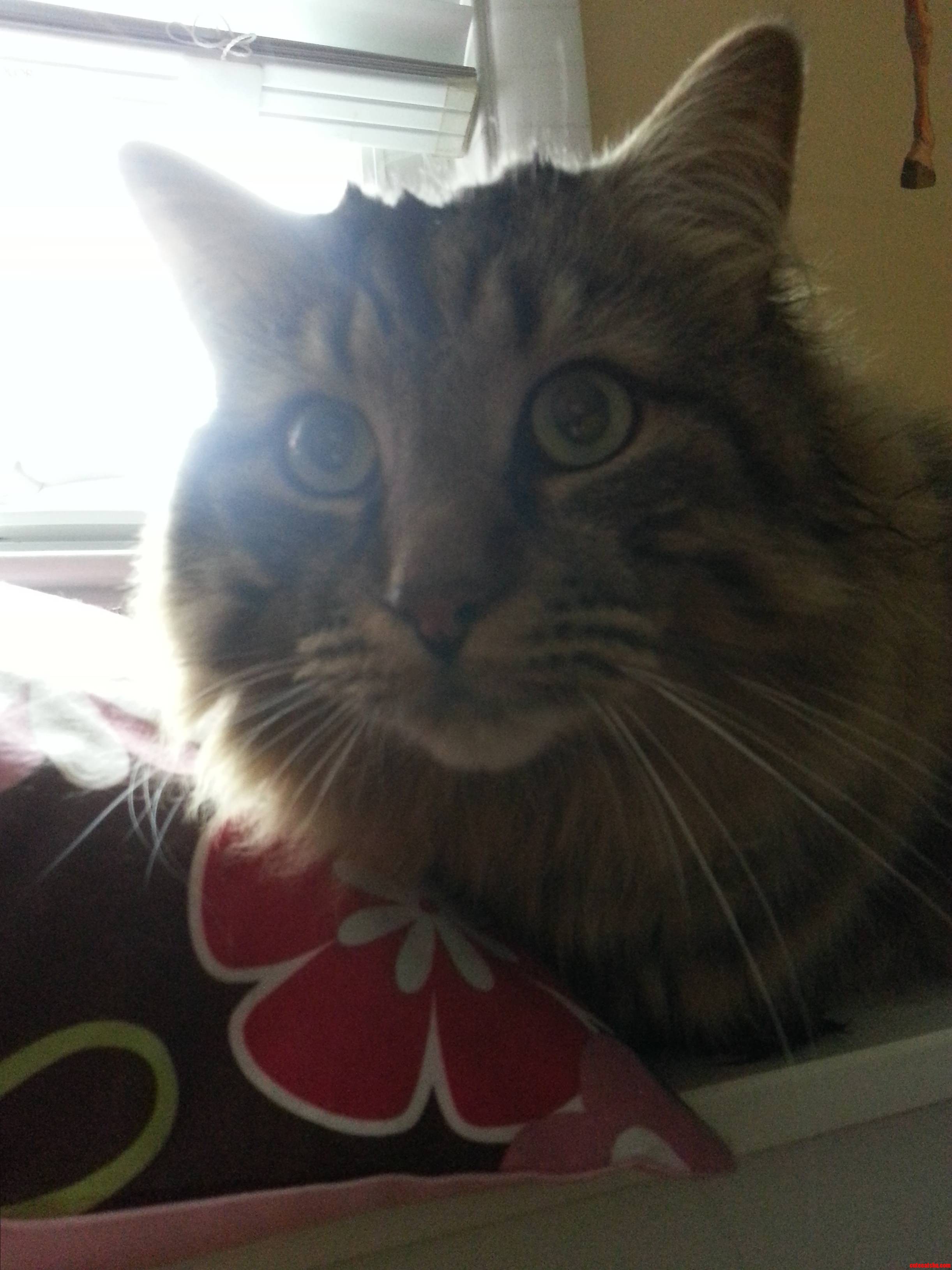 My Cat Rascal