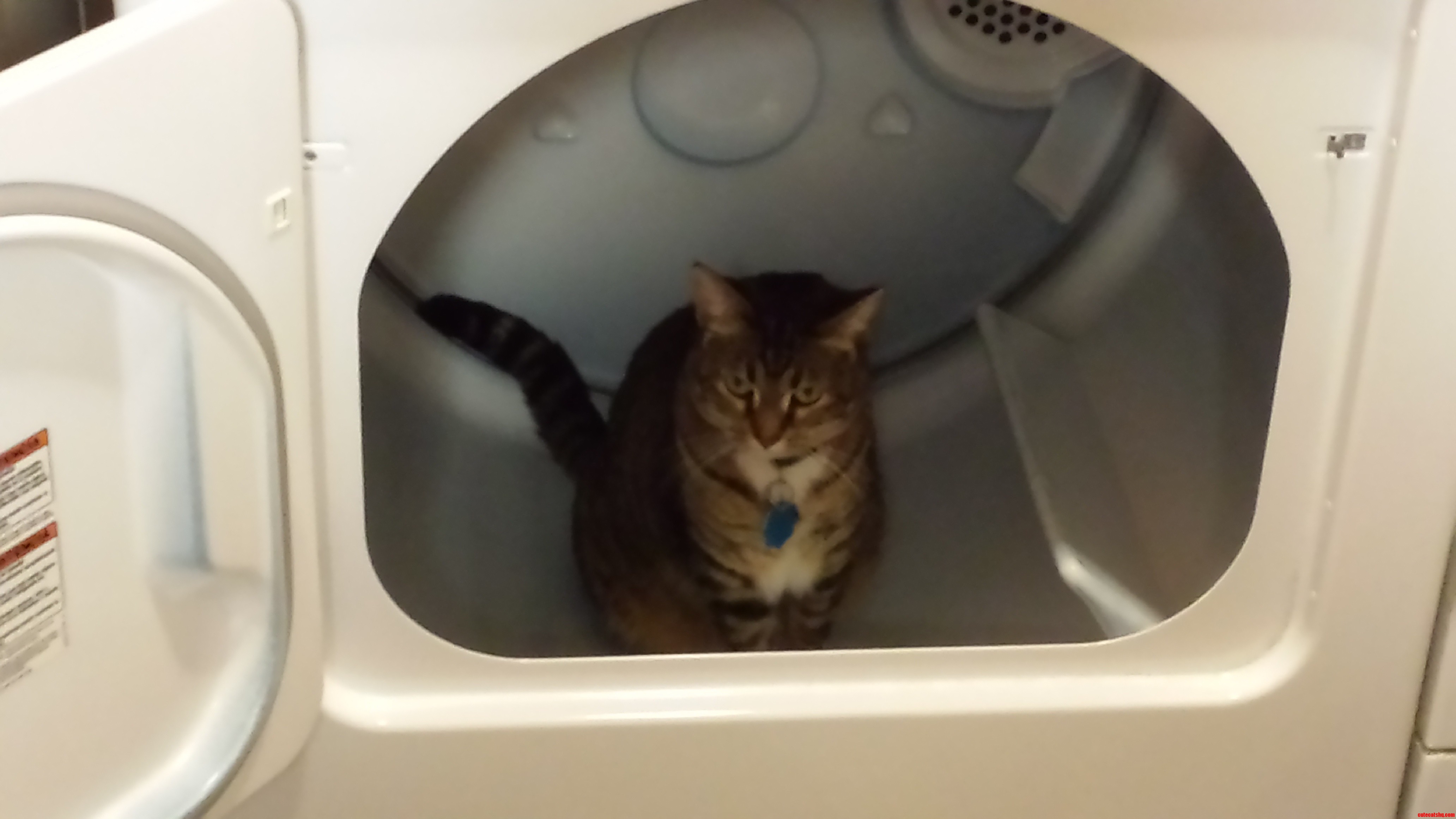 My Cat Sits in the Dryer Every Chance She Can