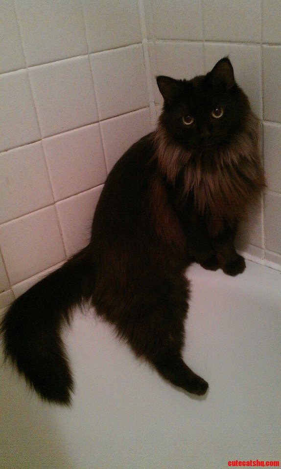 My Cat Thinks Shes a Pinup Model.