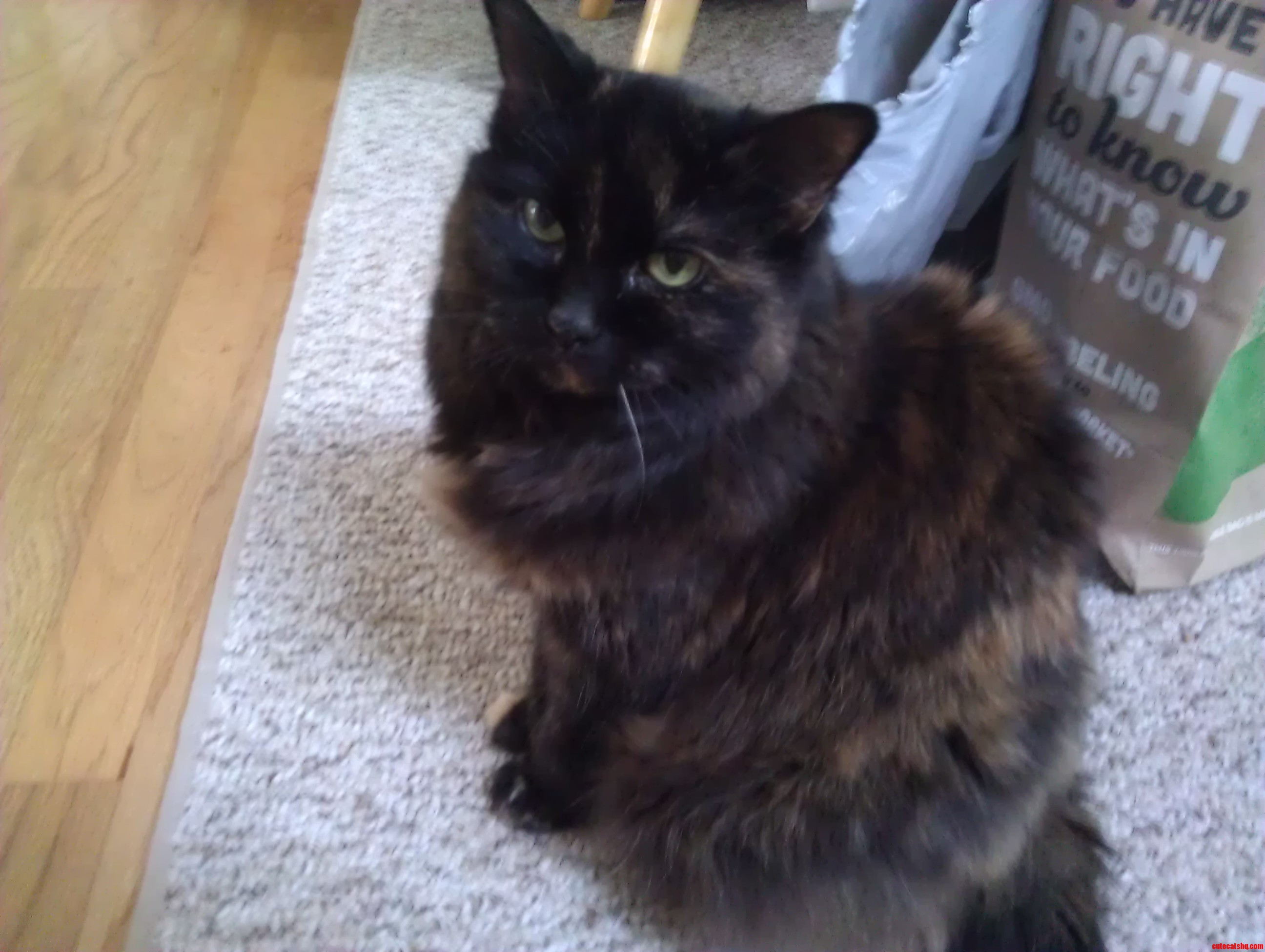 My Cat Wearing a Scowl.