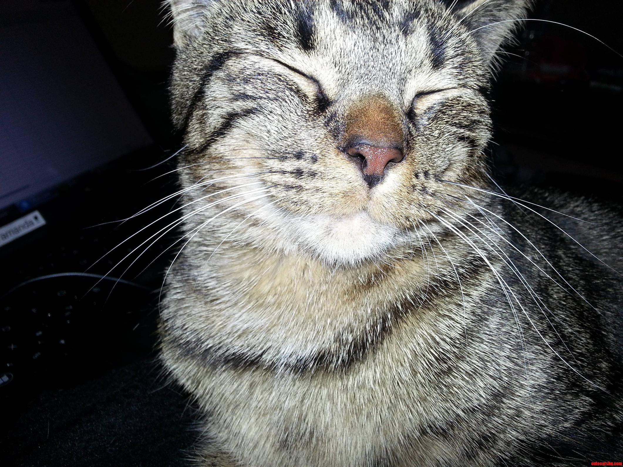 My Cat Wont Stop Eating Paper... Any One Have Any Ideas on What This Means How to Stop It
