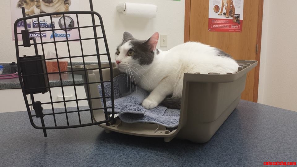 My Cat Wouldnt Get Out of Her Carrier at the Vet. Had to Disassemble It So the Vet Could Touch Her.
