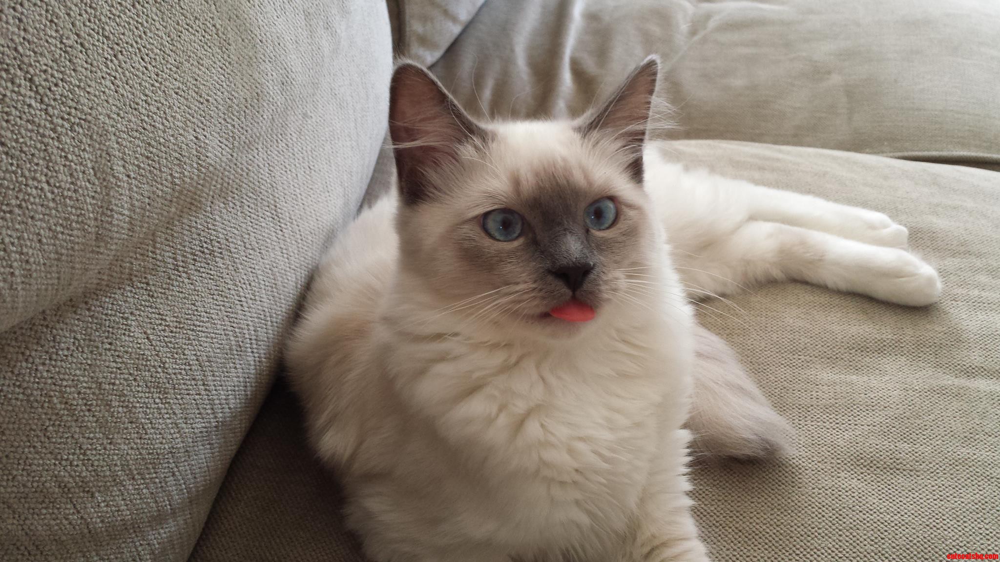 My Cat Yoshi Has Gone Full Derp