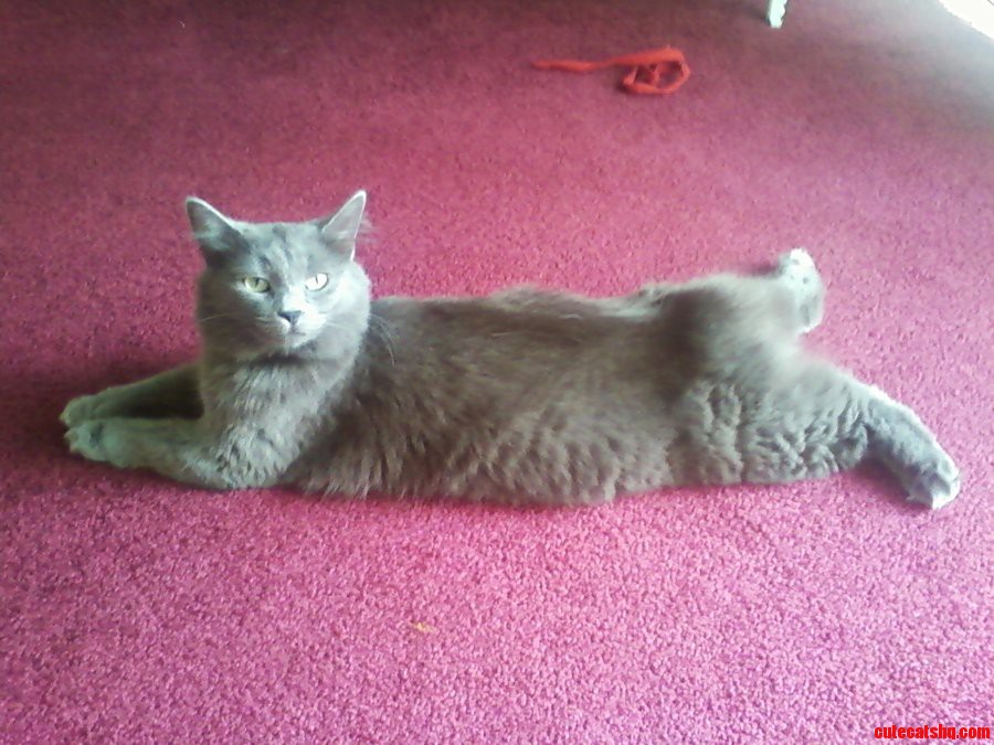 My Cleo Hanging Out with Me After Work