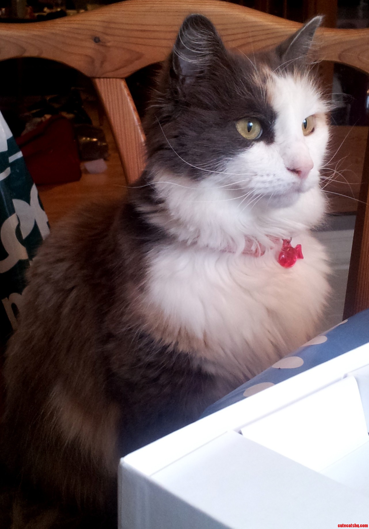 My Cutie Lucy