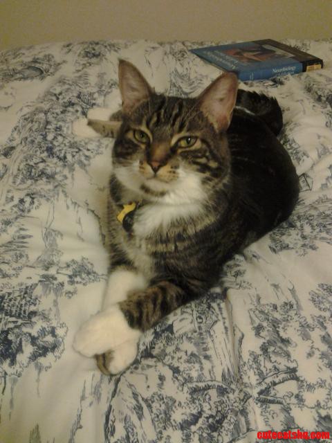 My Dapper Cat  Felix