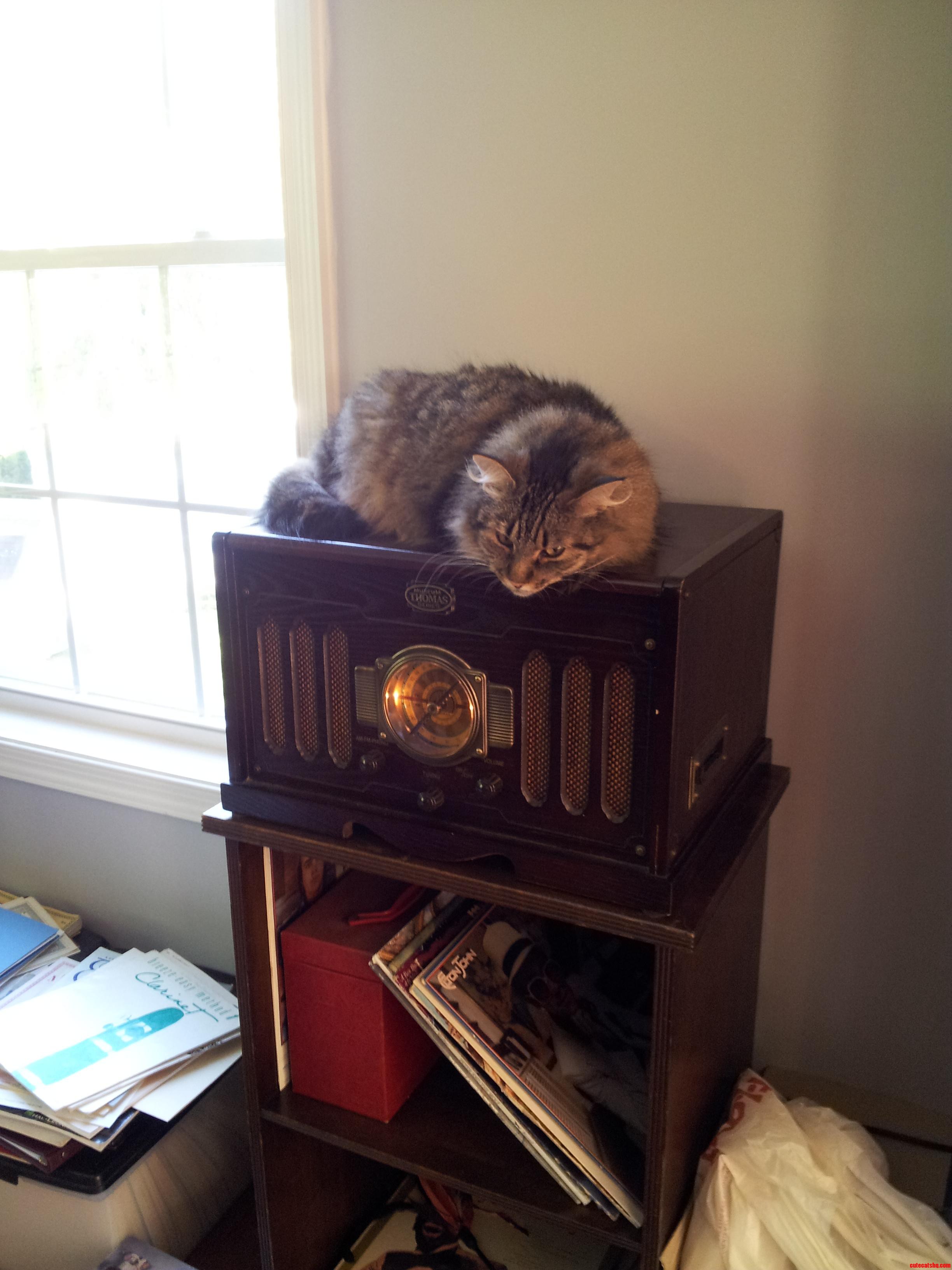 My Deaf Cat Likes to Listen to the Radio.