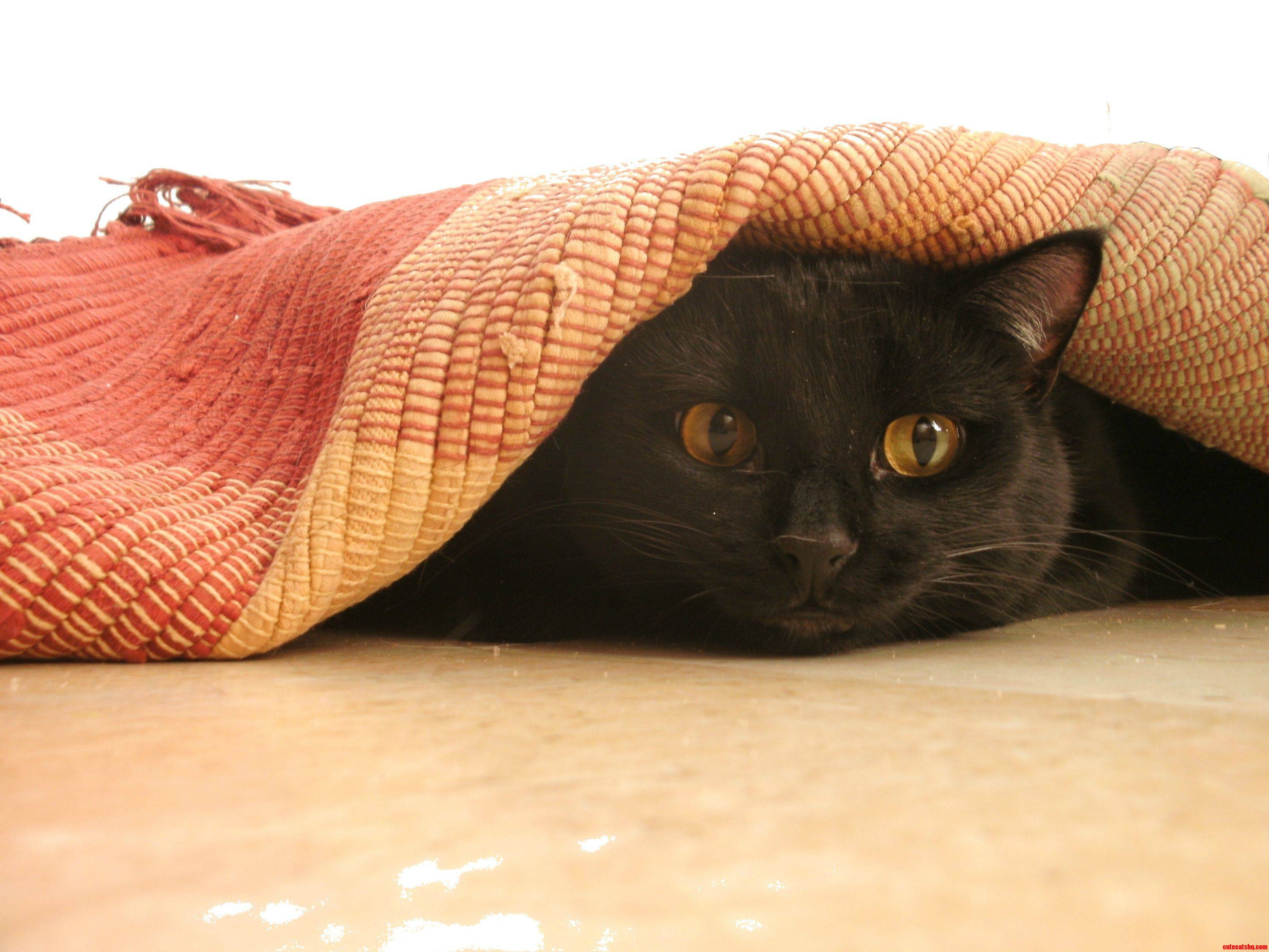My Exs Cat  Zinfandel. He Always Thought He Was Sneaky Hiding Under Rugs.