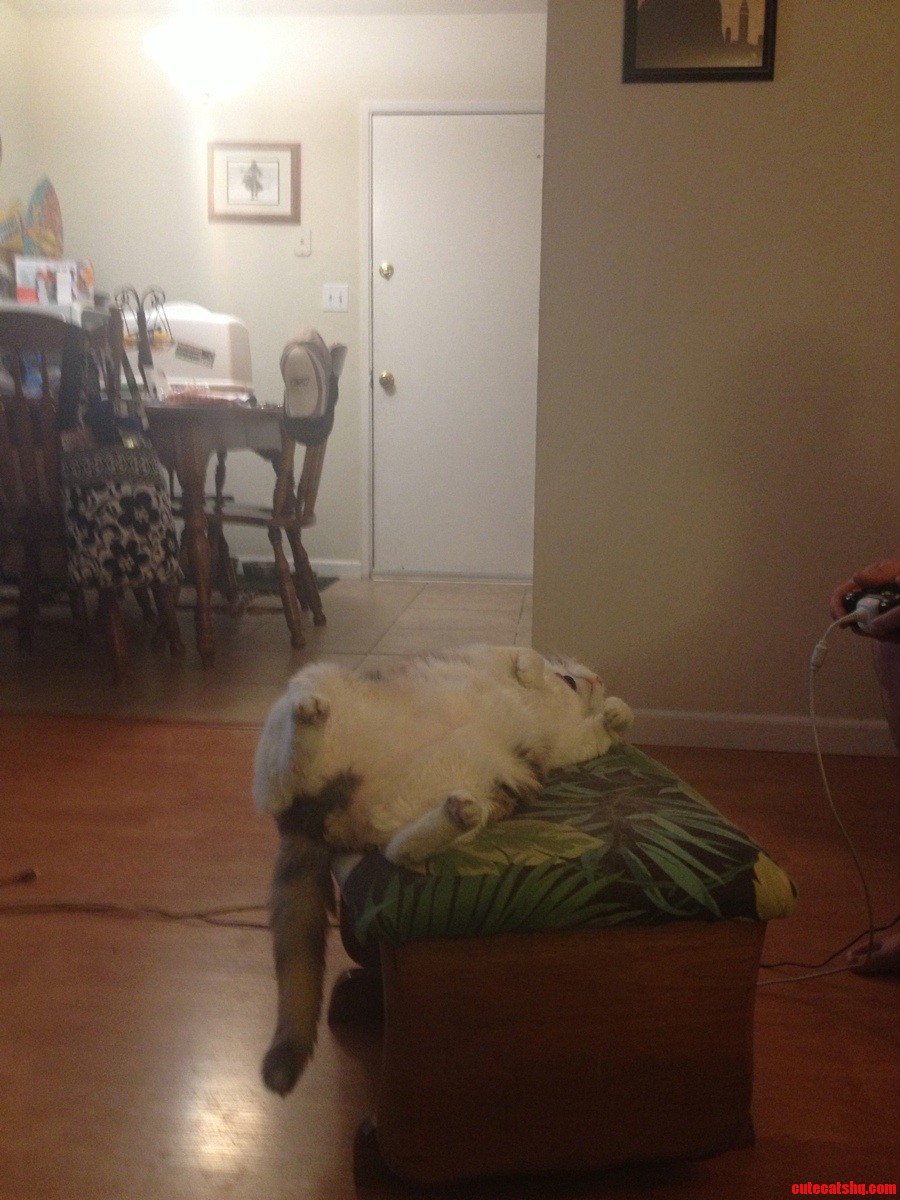 My Fat Cat Slept Like This for About an Hour. She Has Amazing Balance