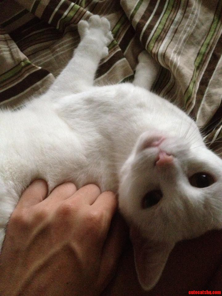 My Friend Alexs Cat Sugar