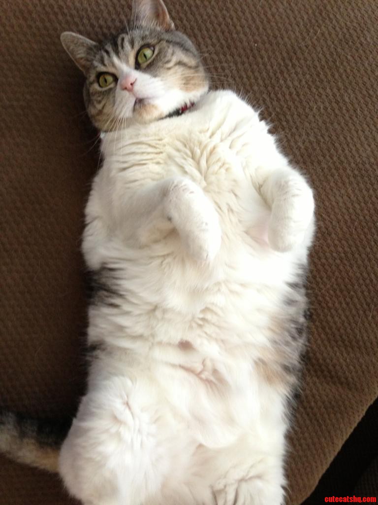 My Friends Cat Chloe