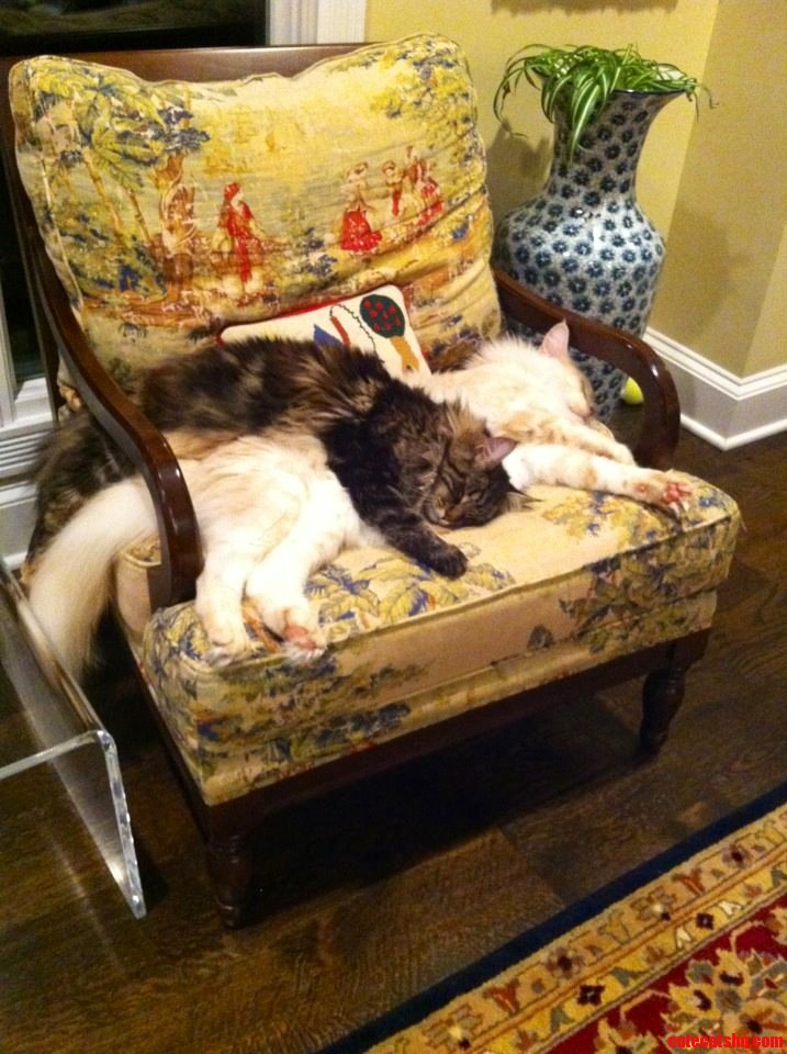 My Friends Maine Coon Siblings All Over Each Other