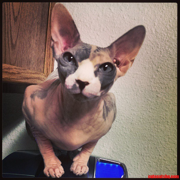 My Friends Sphynx.