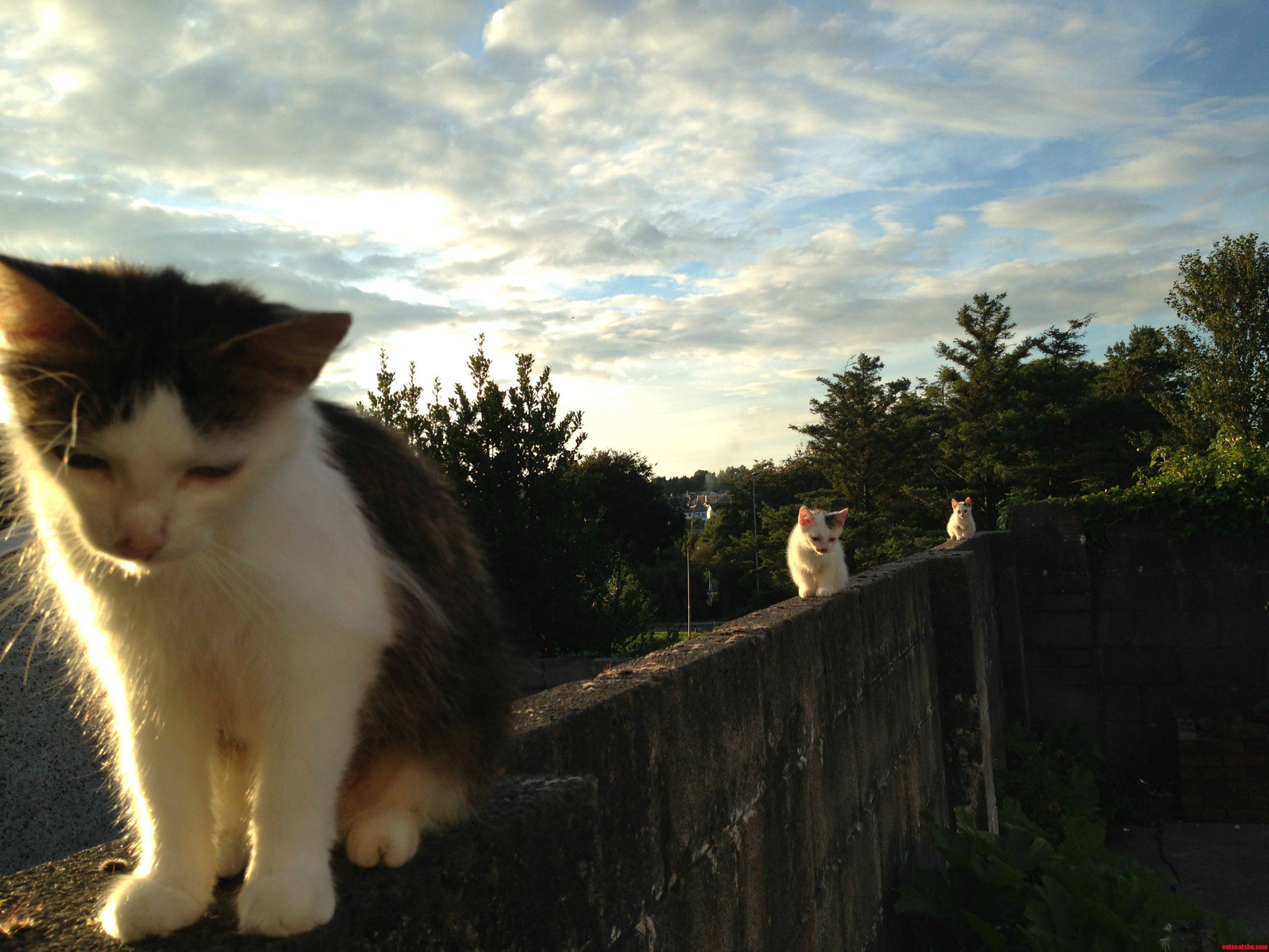 My Friends Started Feeding a Stray. She Must Ve Liked Them Because She Brought the Whole Crew Along for Dinner.