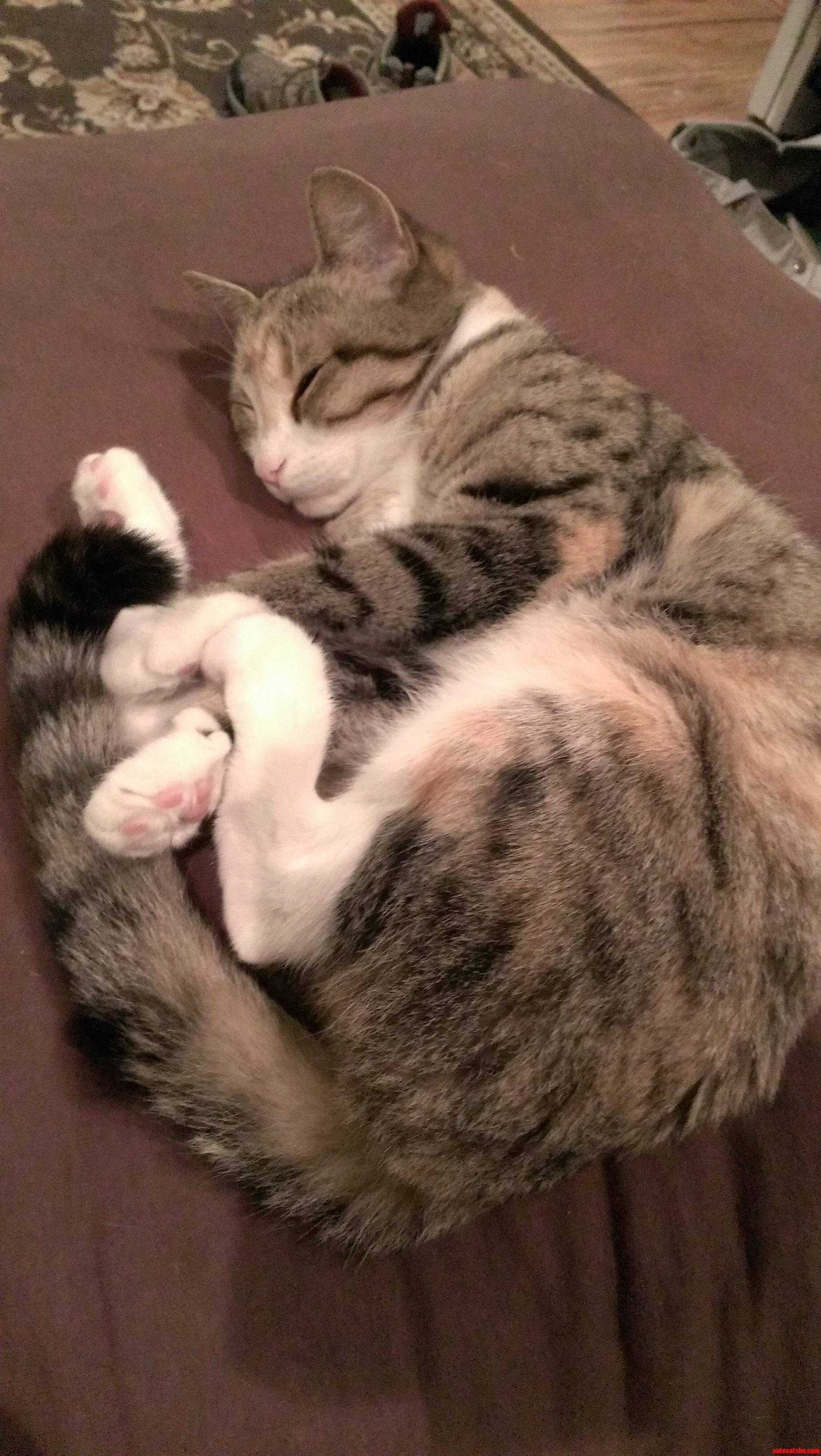 My Gfs Evil Cat