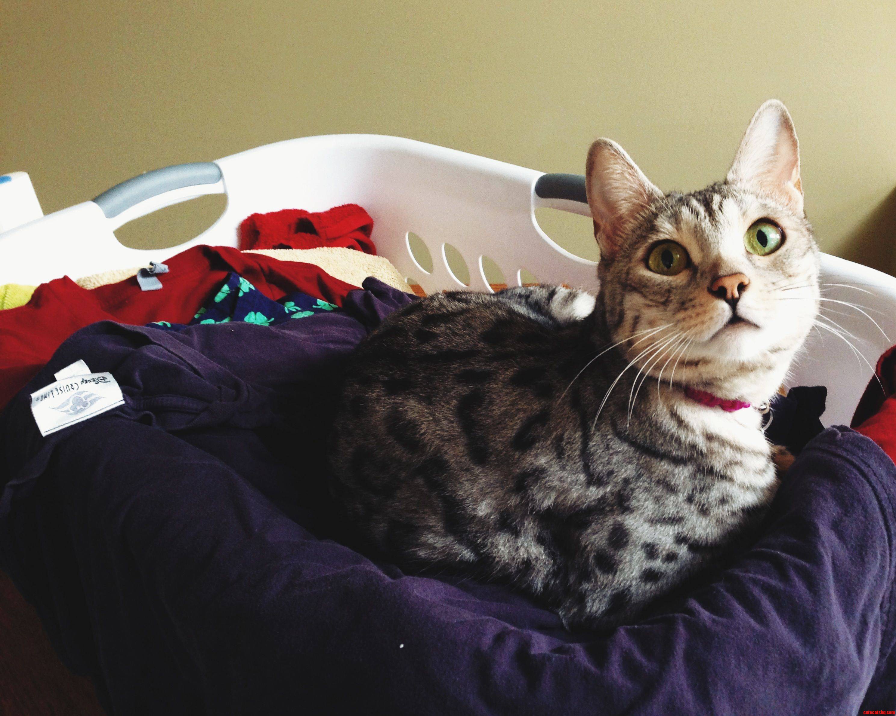 My Gorgeous Bengal in Her Most Favorite Place...right on Top of the Clean Laundry