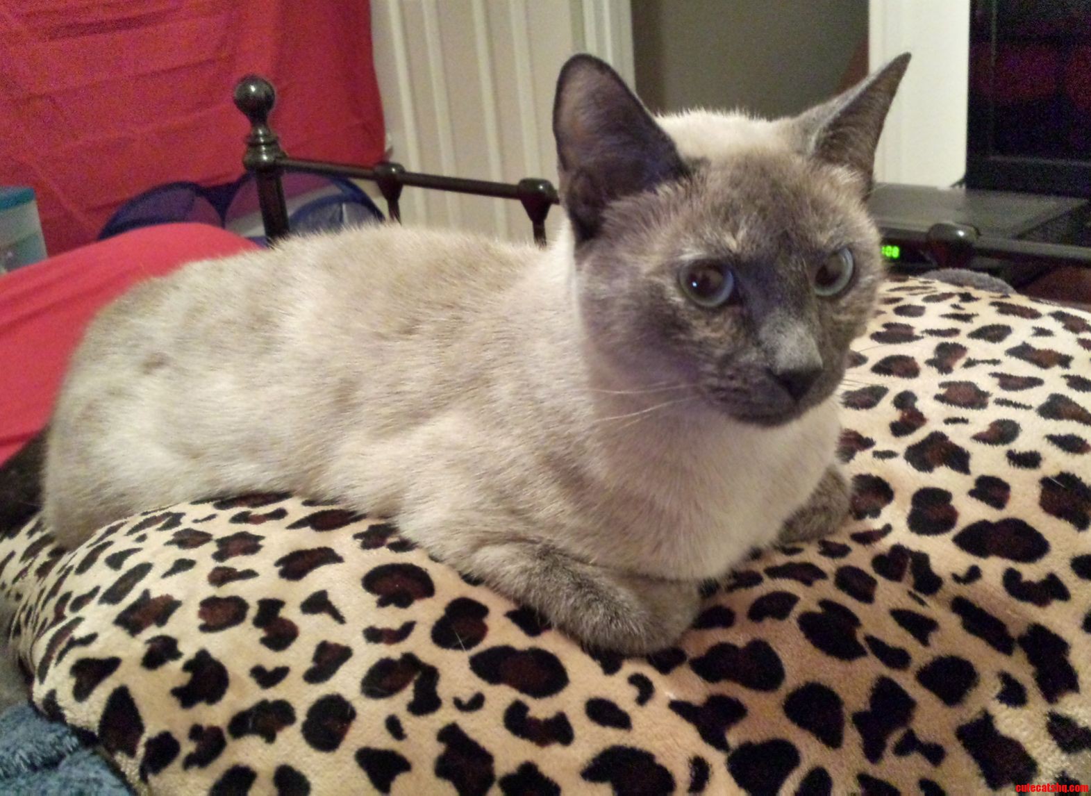 My Gorgeous Daisy Up on Her Throne