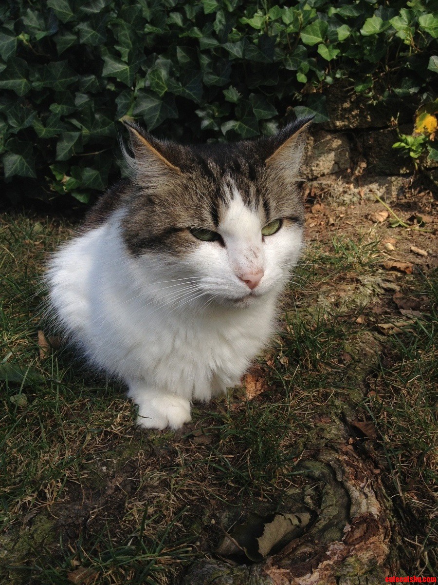 My Grandparents Found This Cat in a Parking Lot