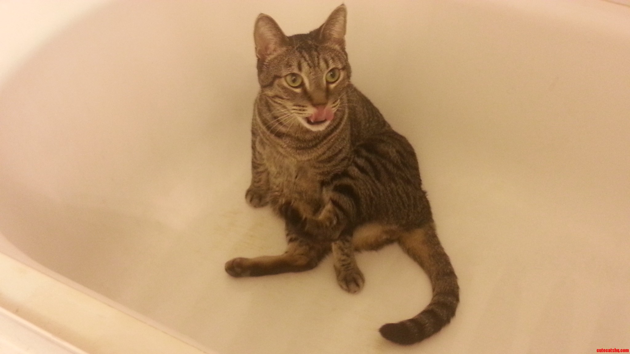 My Handsome Cat Giving Himself a Bath in the Bathtub.