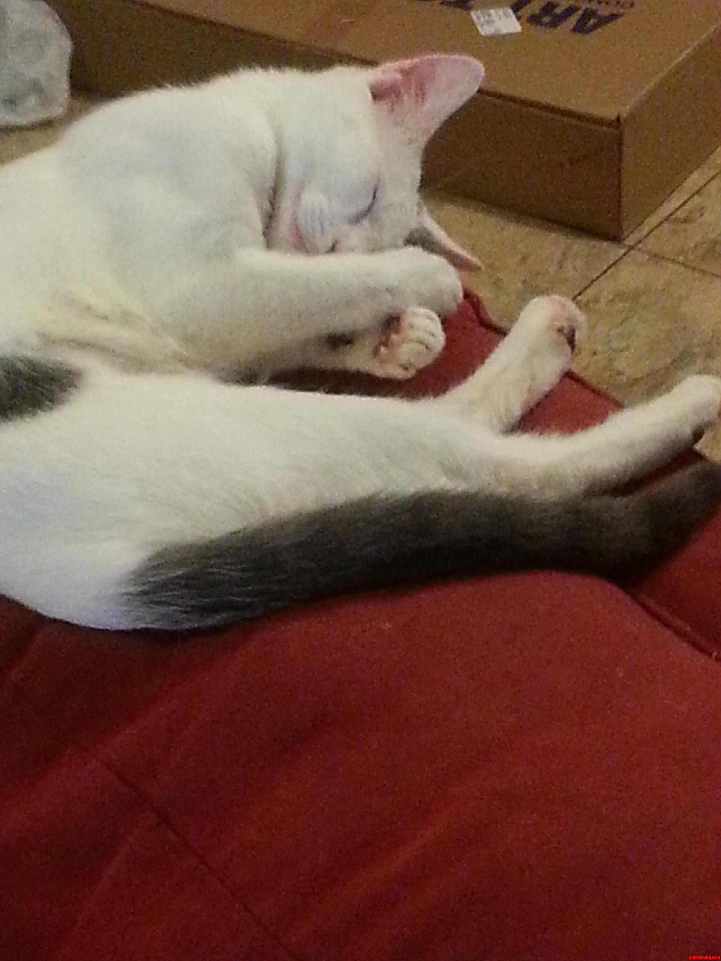 My Human Plays Loud Music While Im Trying to Sleep...