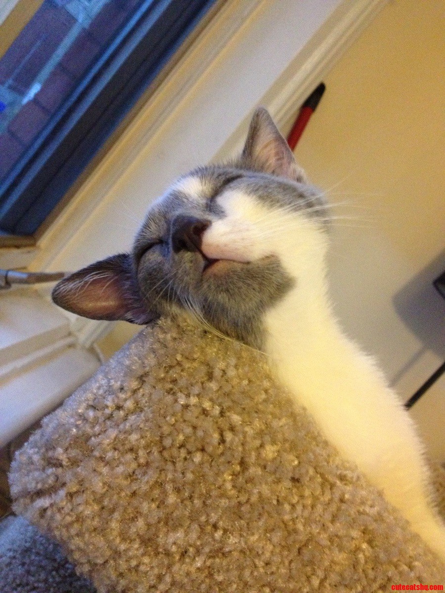 My Kitten Has the Best Sleeping Face