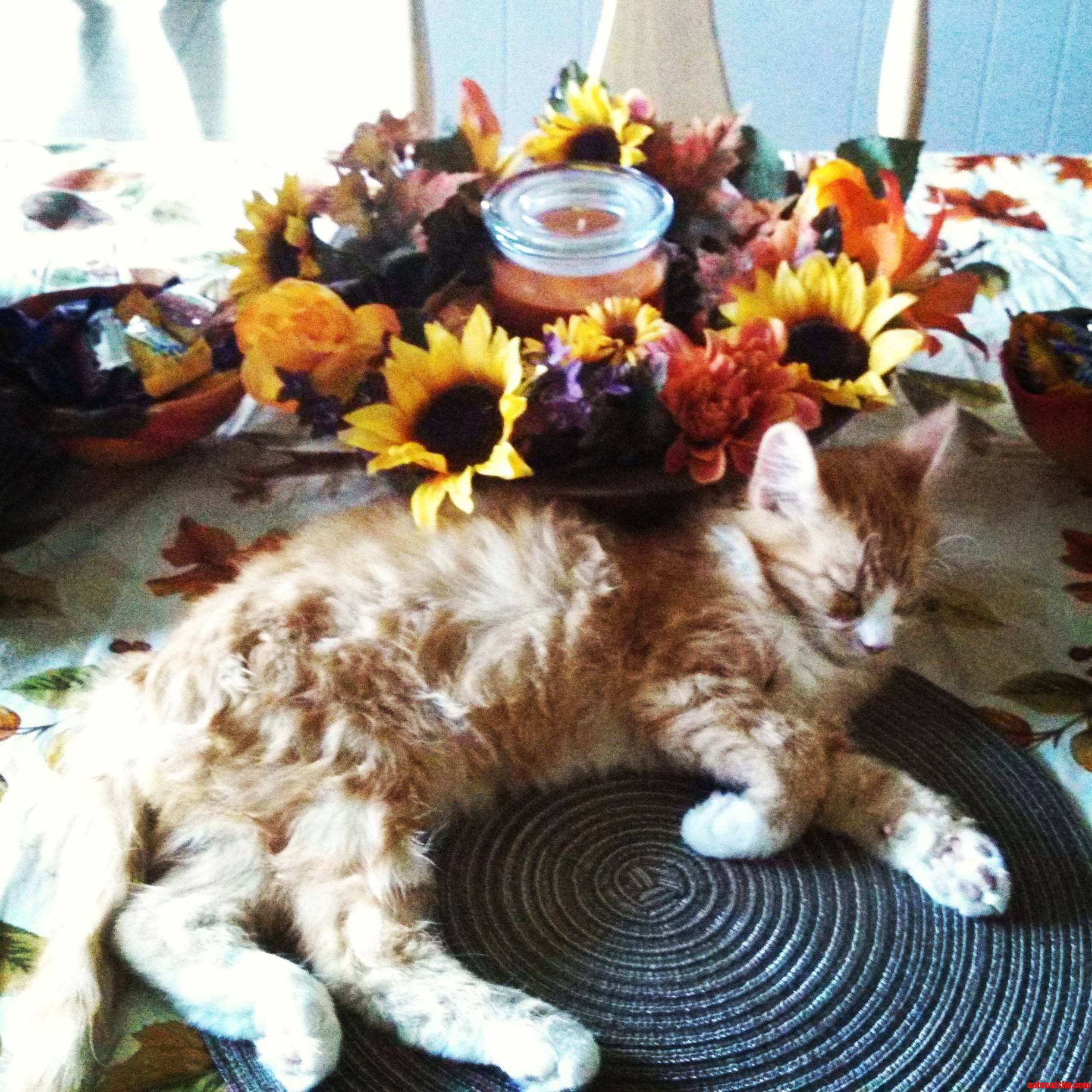 My Kitten Loves Autumn Decorations Because Her Outfit Goes with Everything.