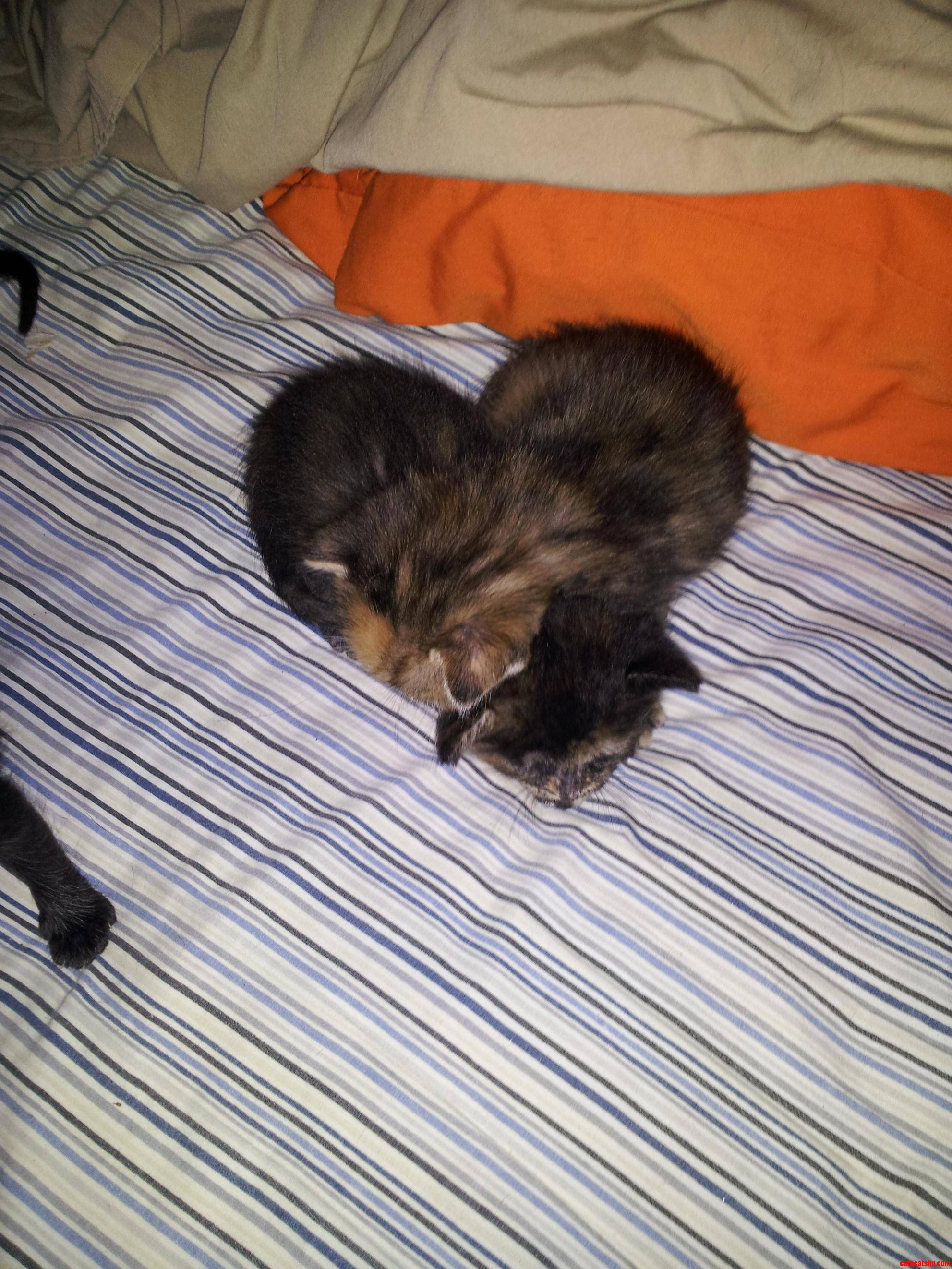 My Kittens Are Shaped Like a Heart.