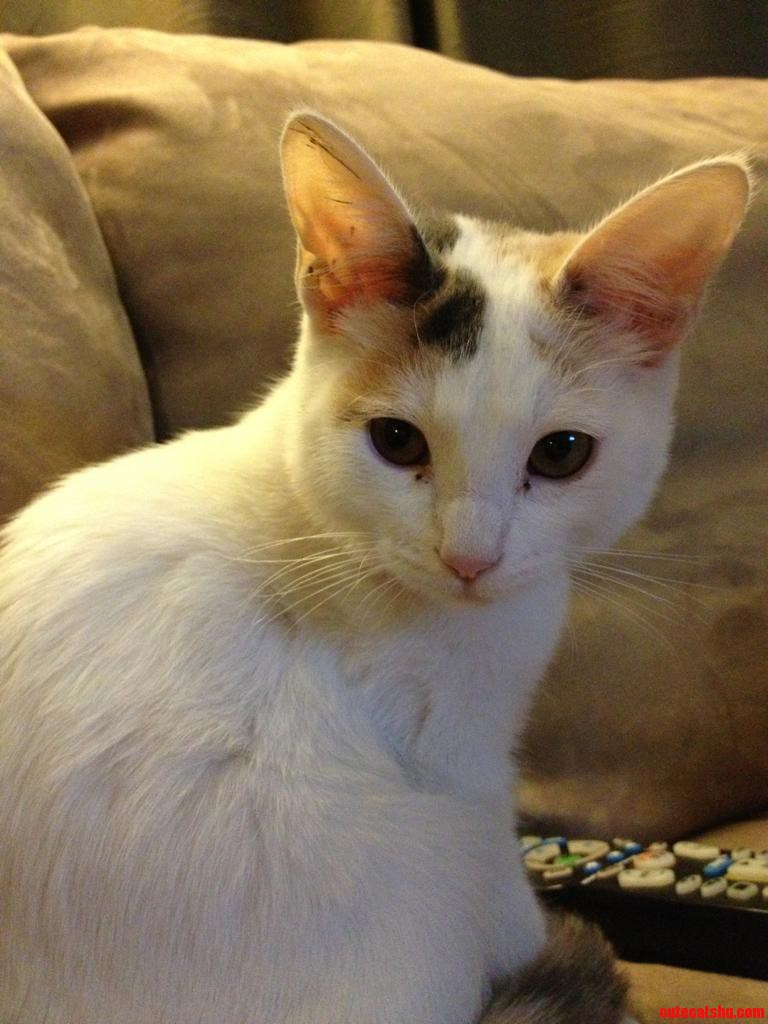 My Kitty Amelia.