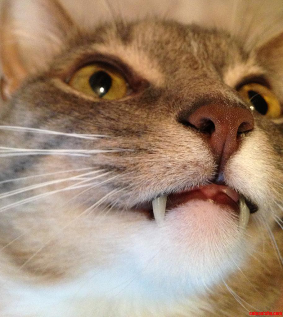 My Kitty Has Got Some Serious Snaggle Teeth Going On.