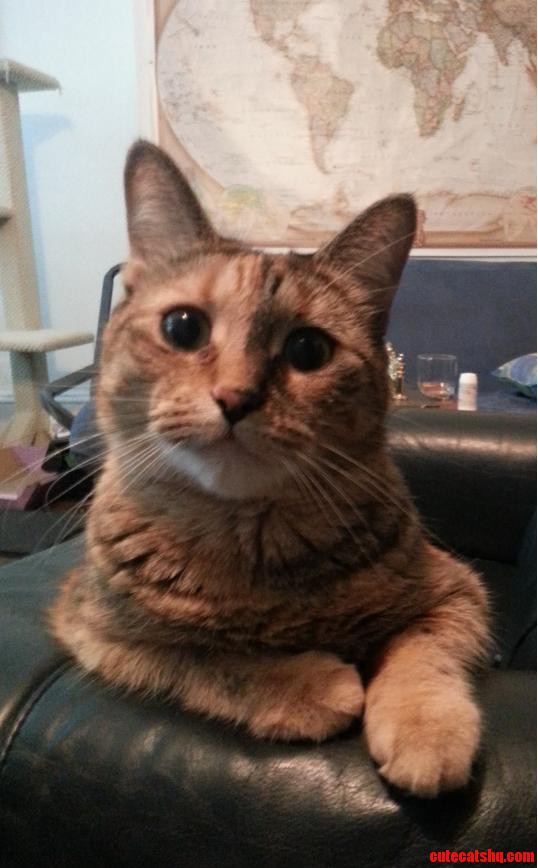 My Kitty in Her Most Interesting Cat in the World Pose.