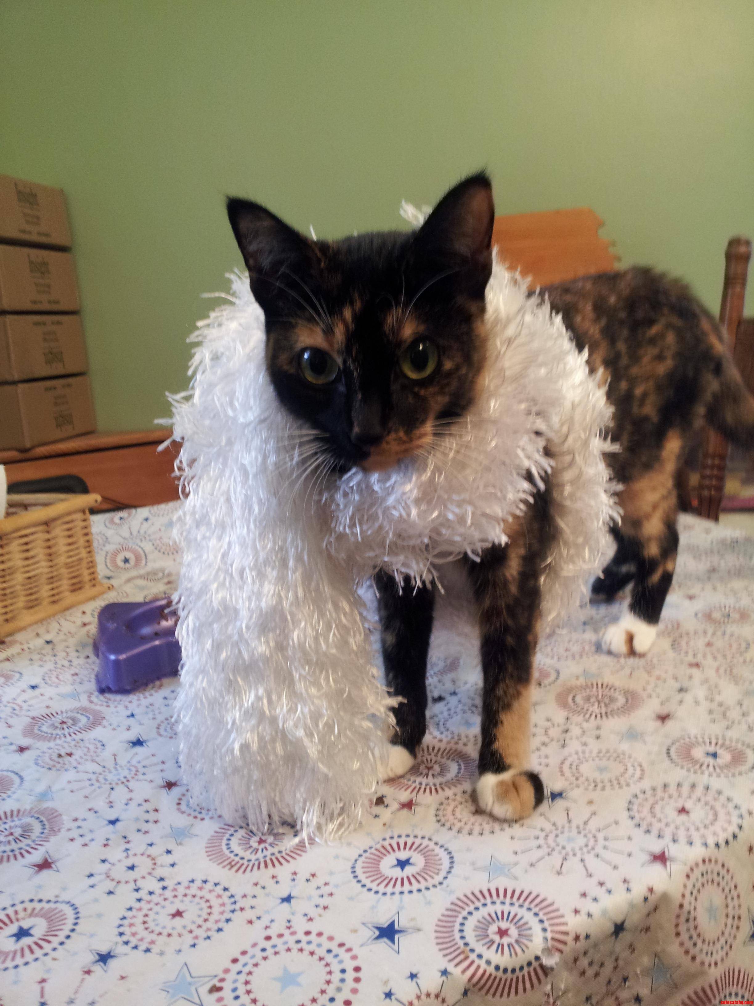My Kitty Pumpkin Is Fancy  My Moms Response 23 Years Old and She Still Dresses Up Her Cat.