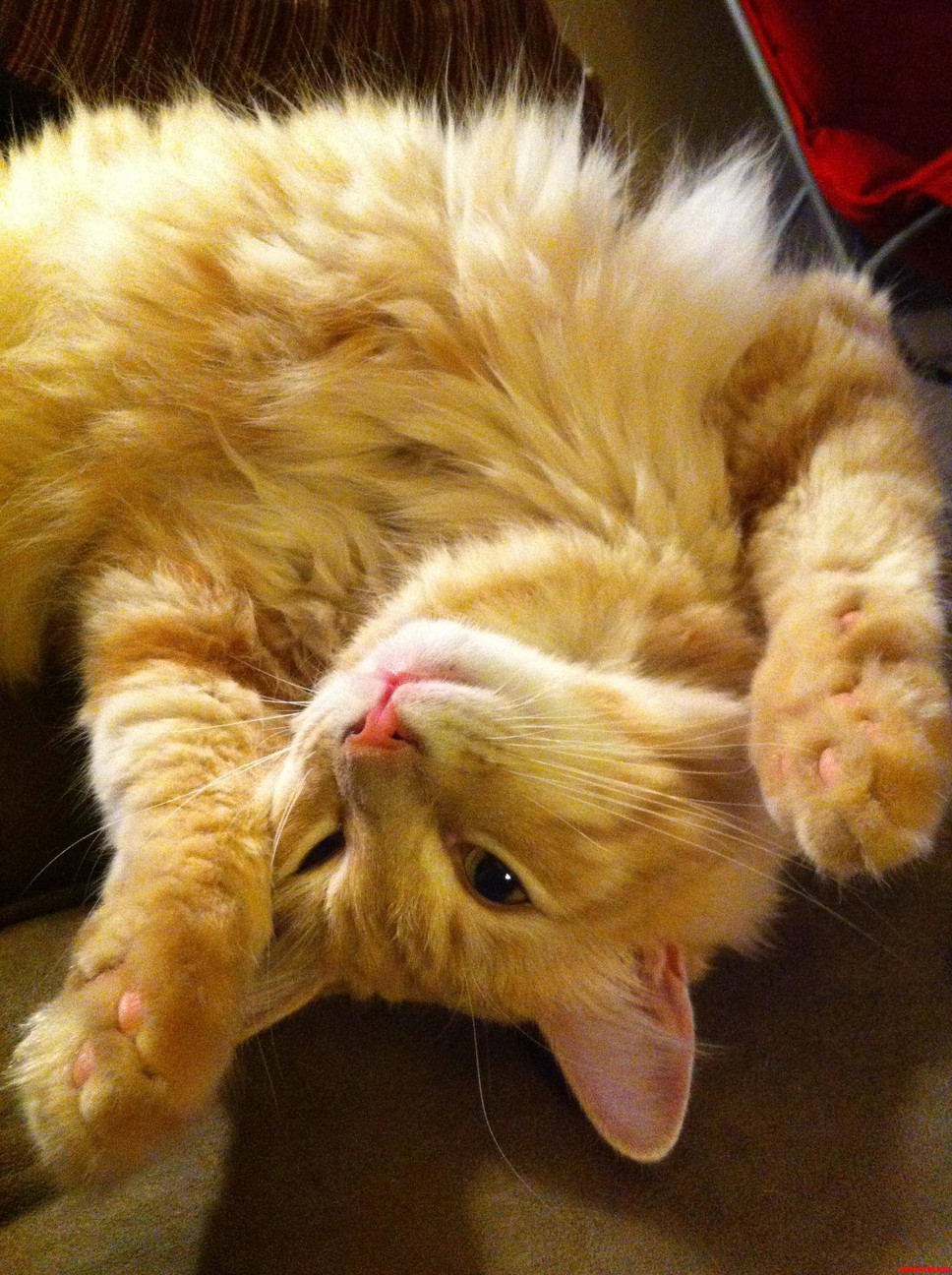 My Little Attention Whore.