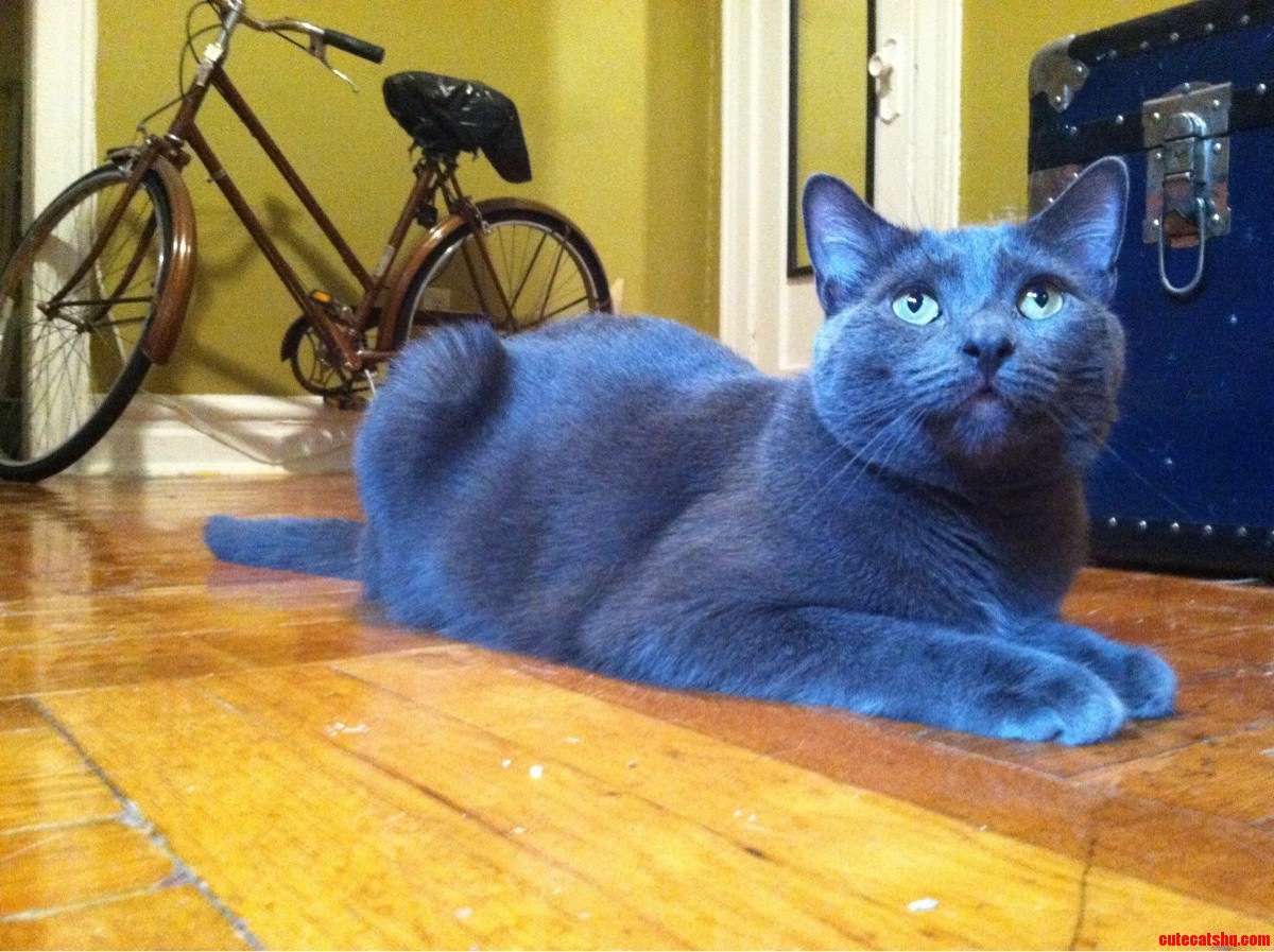 My Little Boy Blue Toby.