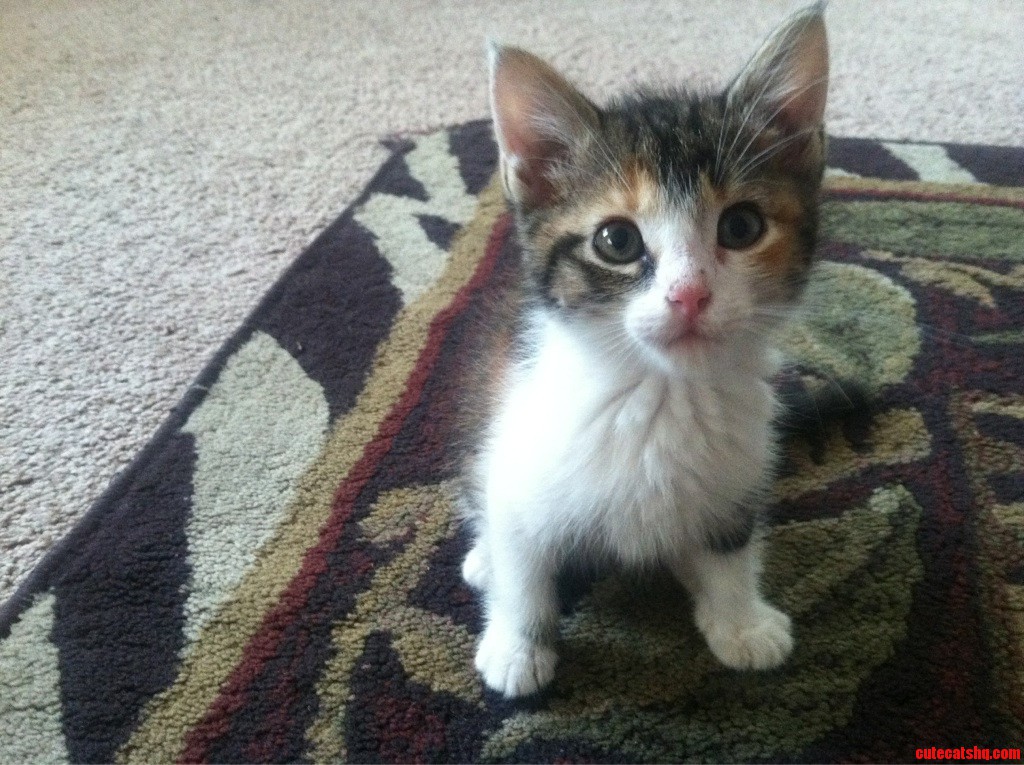 My Little Girl C