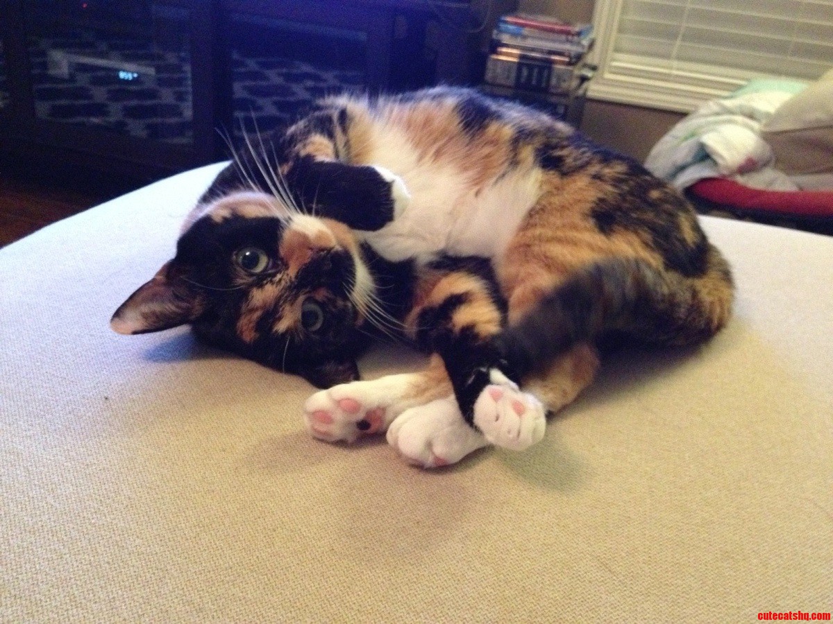 My Littlest Cat Freya Needs a Big Cushion.