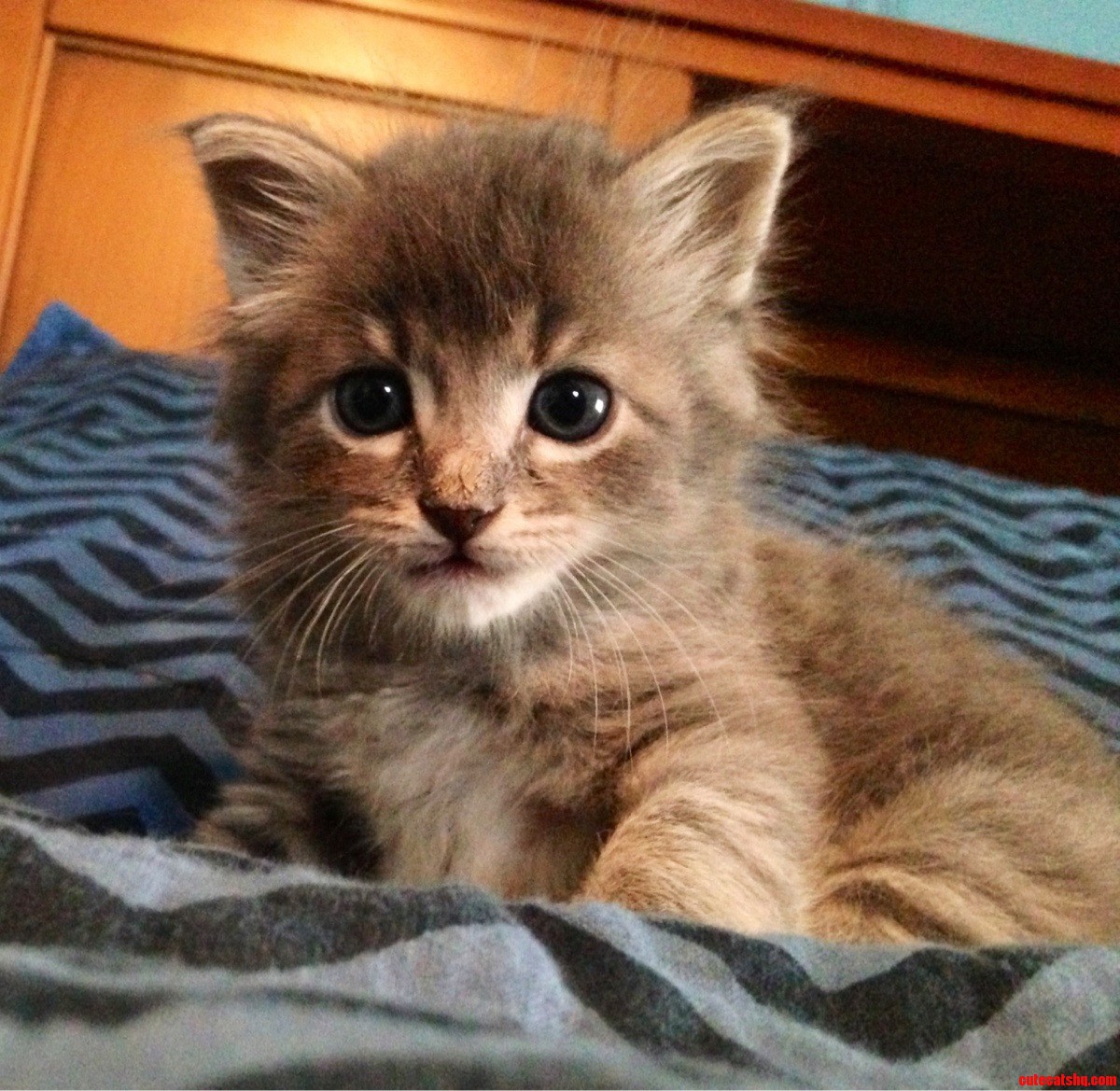 My Maine Coon Kitten