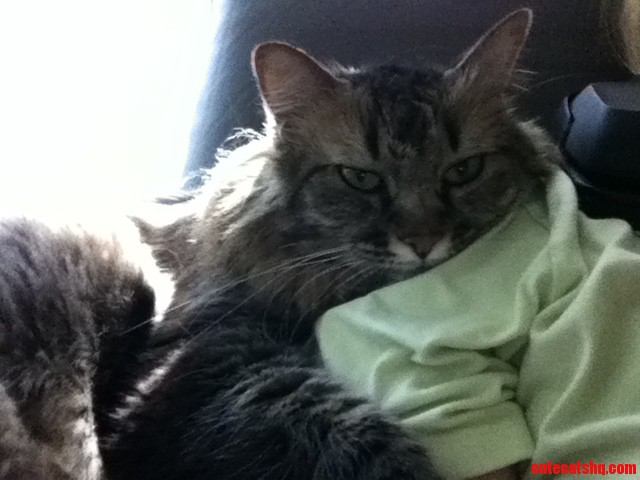 My Maine Coon Likes to Use My Shoulder As a Pillow While I Work.
