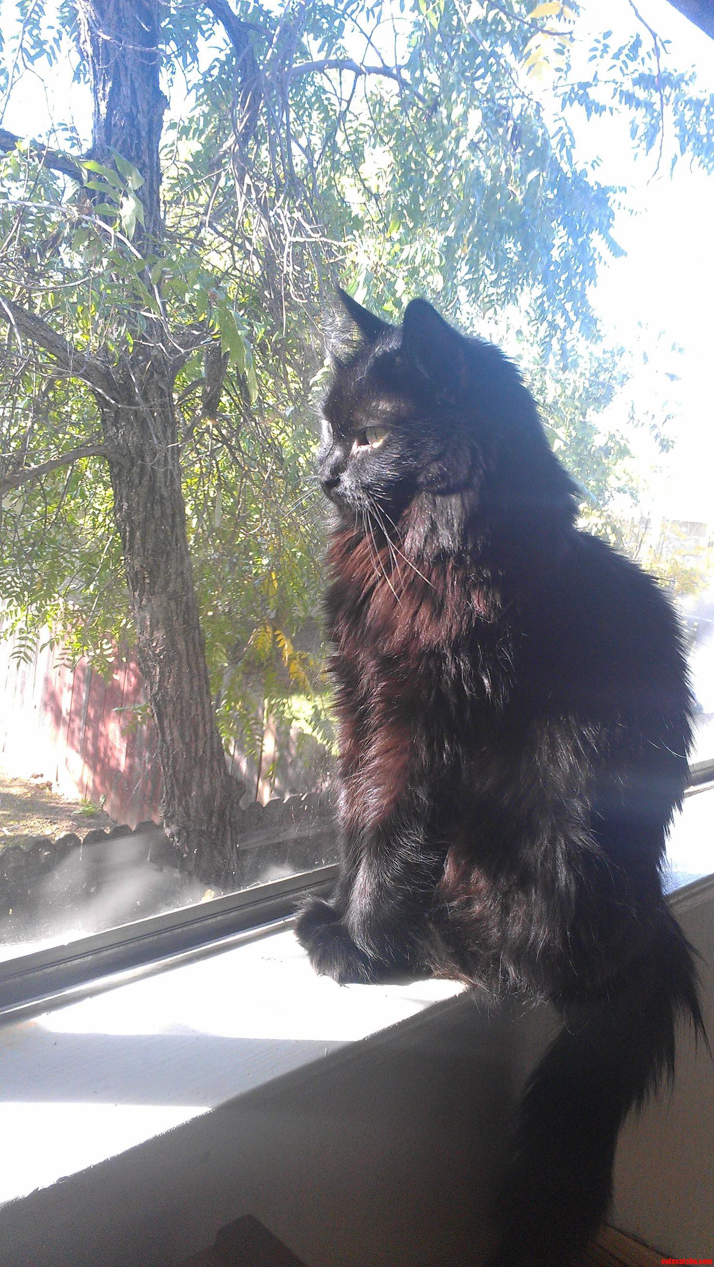 My Majestic Old Himalayan Mix Somewhat Phone Quality