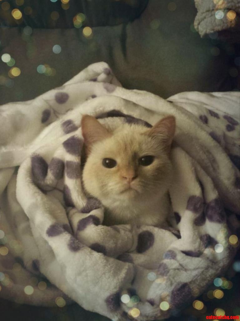 My Mom Sent Me This Picture of Her Cat. She S Far Too Photogenic