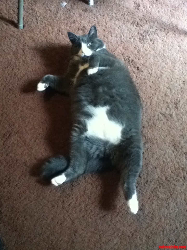 My Moms Cat Showing His Soft Underbelly