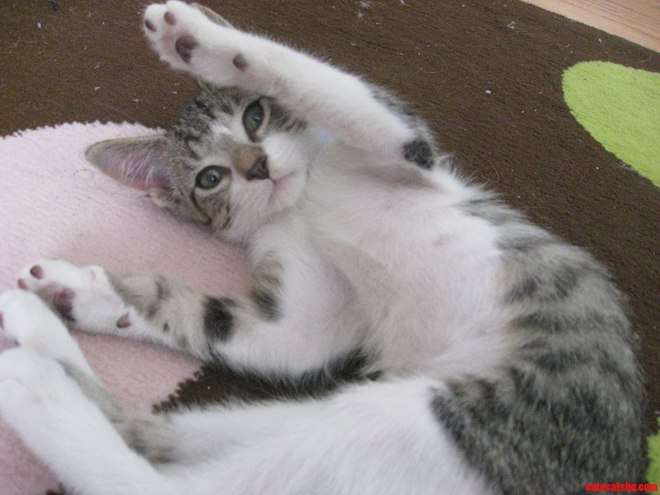 My New Kitten  Hector