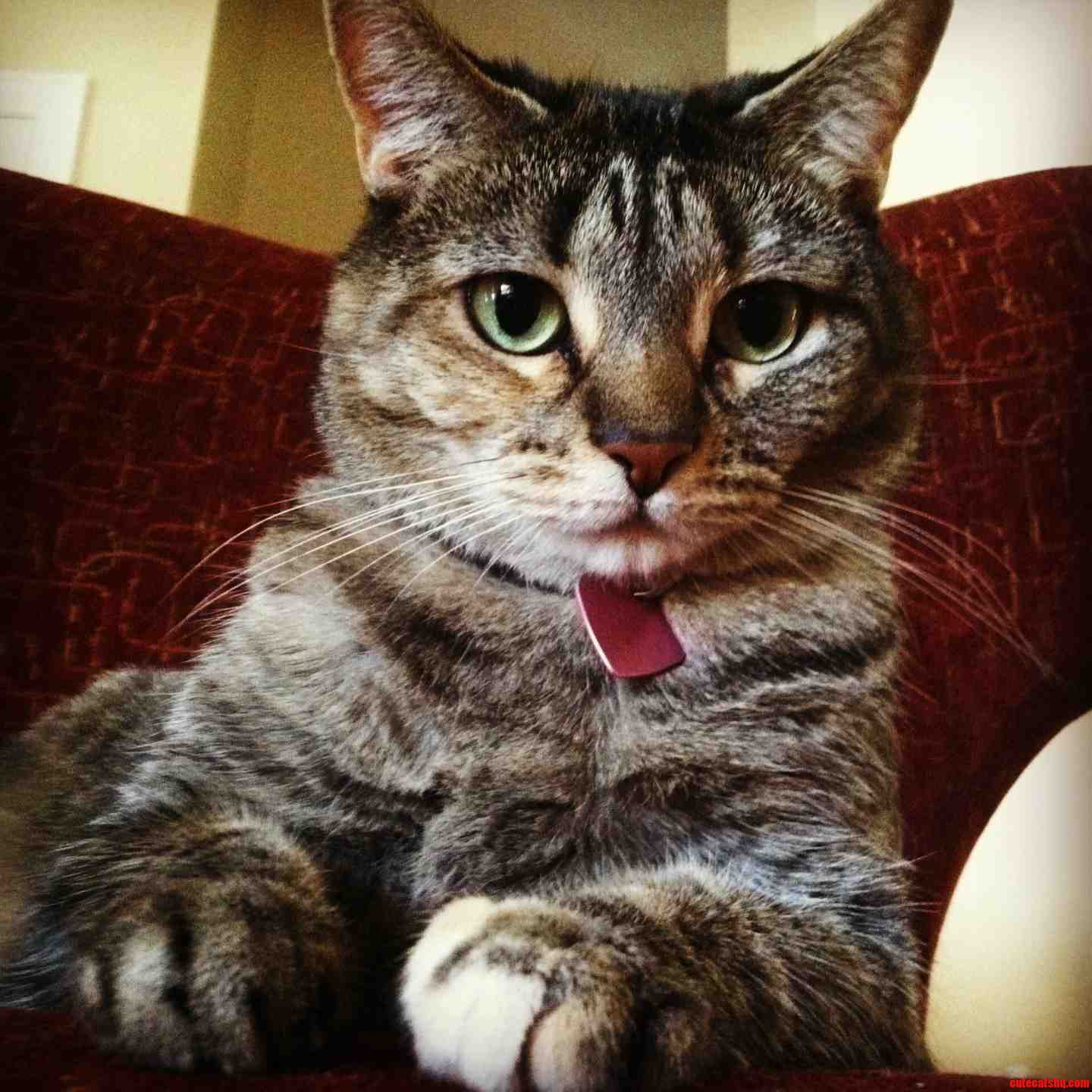 My Photogenic Meow Machine.