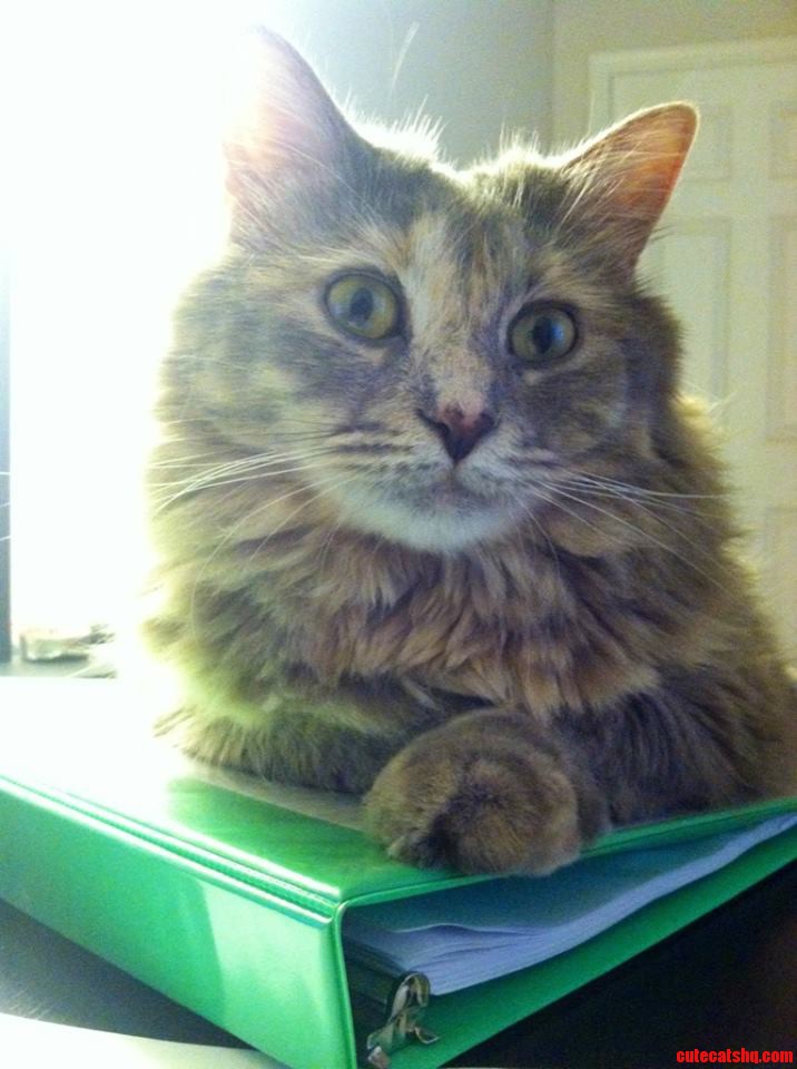My Pretty Girl Is Gonna Be Two Years Old. This Is Her Watching Me Study.