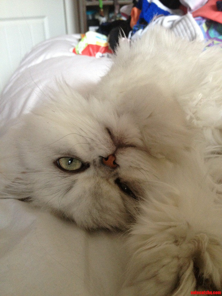 My Purrrrrsian