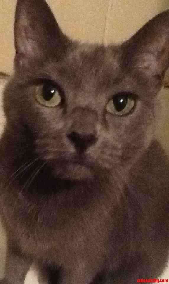My Rare Breed Princess