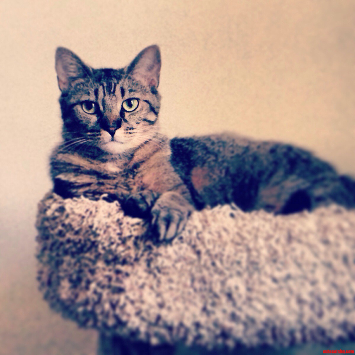 My Rescue Kitty Mila