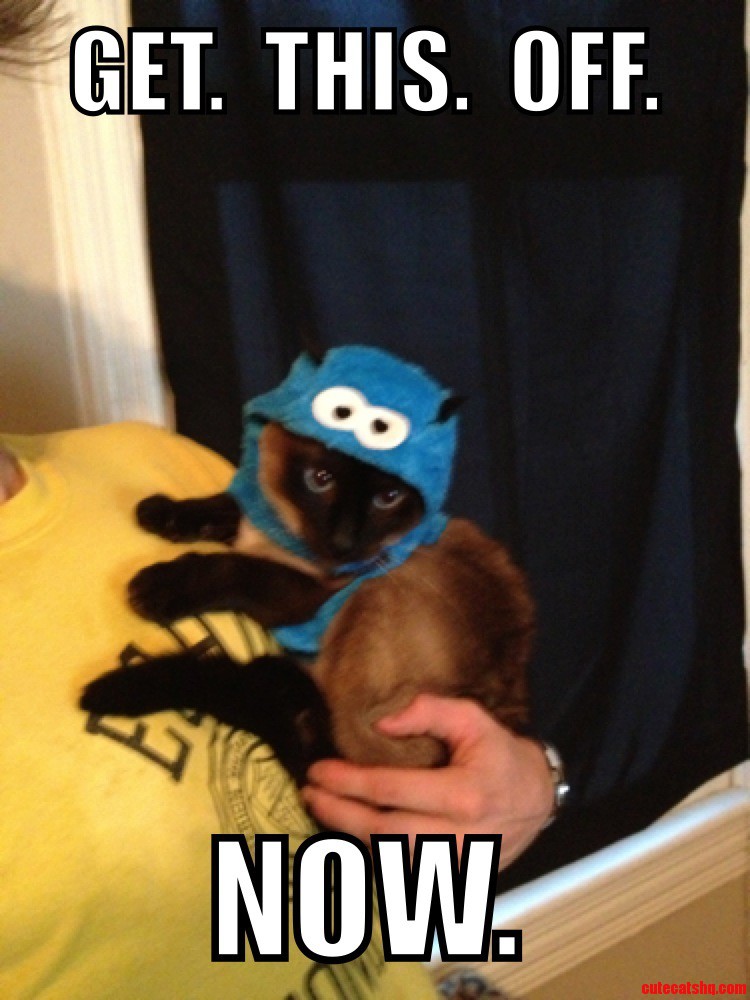 My Roommates Cat Hates Him Right Now.